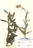 藏品(紅面番)的圖片